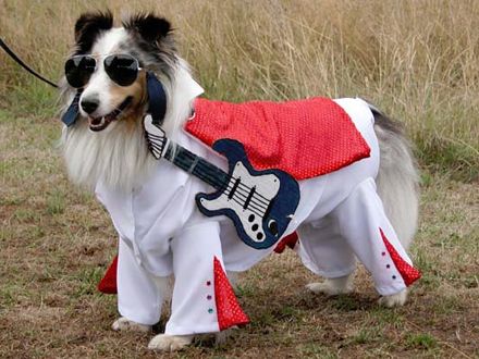 Dogs in Strange Costumes Quiz